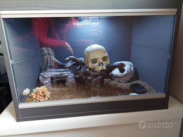 Geco Leopardino con teca e accessori