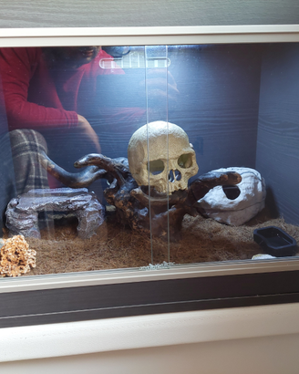 Geco Leopardino con teca e accessori