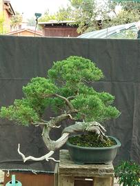 Bonsai di Juniperus