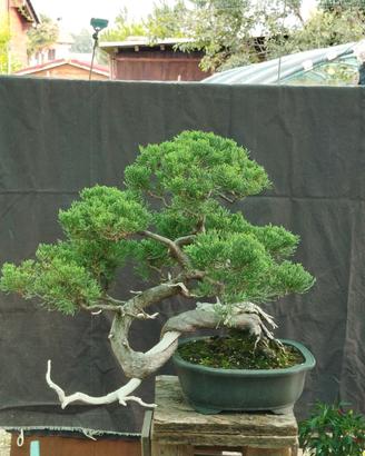Bonsai di Juniperus