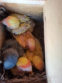 Inseparabili pulli da allevare a mano