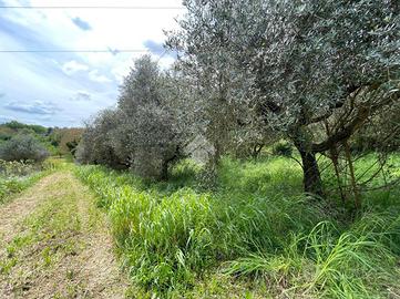 TER. AGRICOLO A SAN CESAREO