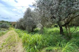 TER. AGRICOLO A SAN CESAREO