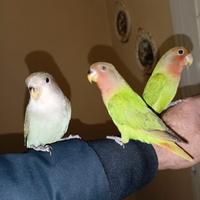 Inseparabili allevati a mano