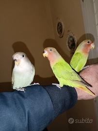 Inseparabili allevati a mano