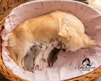 Cuccioli di Chihuahua con pedigree Enci