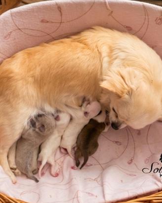 Cuccioli di Chihuahua con pedigree Enci