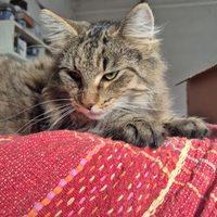 Cucciola norvegese delle foreste con pedigree