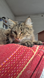 Cucciola norvegese delle foreste con pedigree