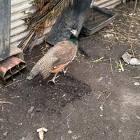 Pavone maschio 7 mesi