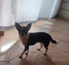Chiwawa toy