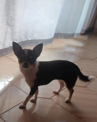 Chiwawa toy