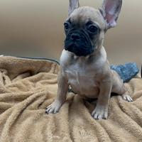 Bulldog Francese con pedigree