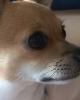 Chihuahua da monta