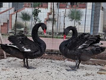 Animali da ornamento