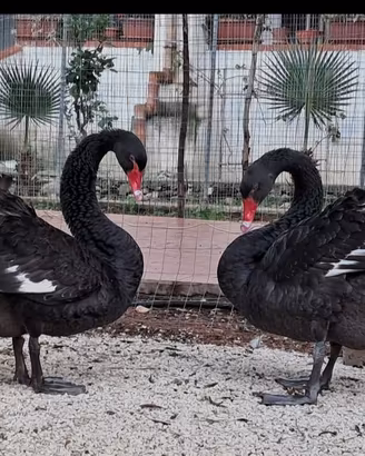 Animali da ornamento