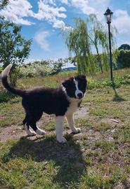 Cucciolo di Border Collie