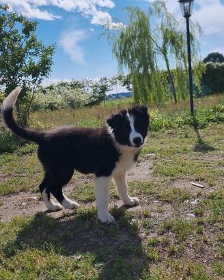 Cucciolo di Border Collie