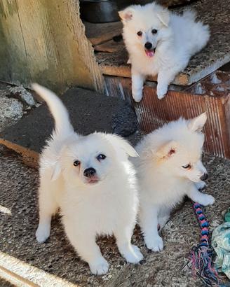 Cuccioli di Spitz tedesco, volpini