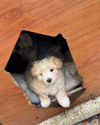 Bichon maltese