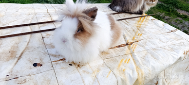 Coniglietto testa di leone