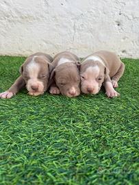 Cuccioli di pitbull