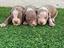 Immagine 1