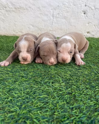 Cuccioli di pitbull