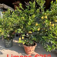 Piante fruttifere di limone e cedro
