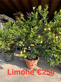 Piante fruttifere di limone e cedro