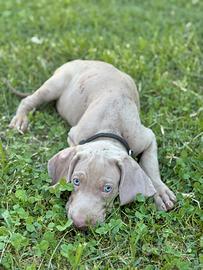 Weimaraner cuccioli