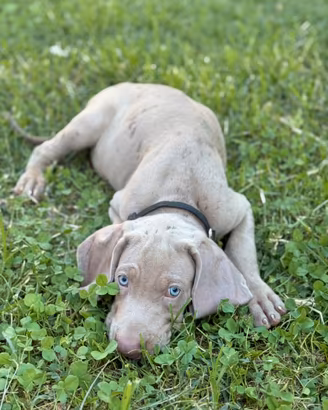 Weimaraner cuccioli