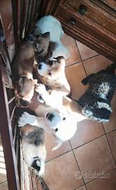 3 cuccioli di 8 (maschi)