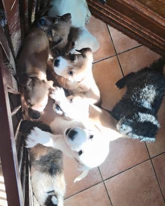 3 cuccioli di 8 (maschi)