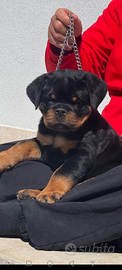 Cuccioli rottweiler disponibili