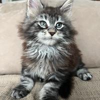 Cuccioli Maine Coon