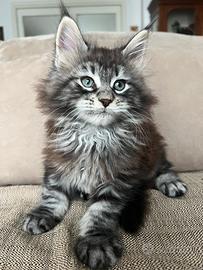 Cuccioli Maine Coon