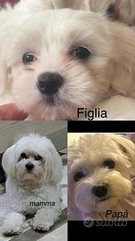 Cane maltese