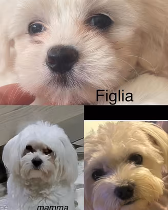 Cane maltese