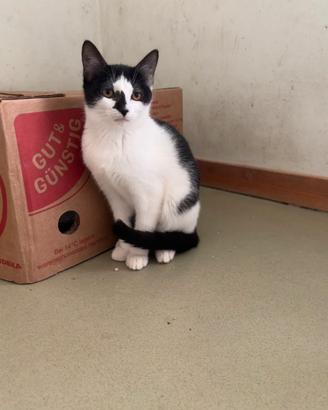 Stupenda gattina bianca e nera