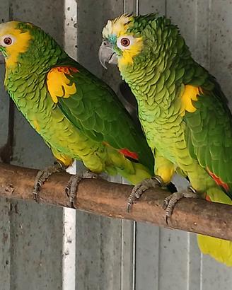 Coppia Pappagalli Amazzone fronte azzurra