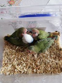 Inseparabili allevati a mano