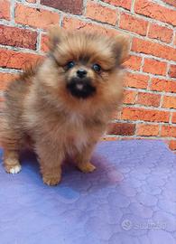 Spitz di pomerania