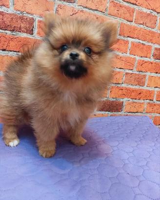 Spitz di pomerania
