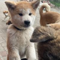 Cuccioli di Akita Inu con pedigree