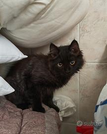 Splendido Gattino a Pelo Lungo