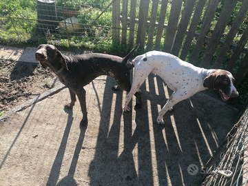 Cuccioli bracco tedesco /kurzhaar