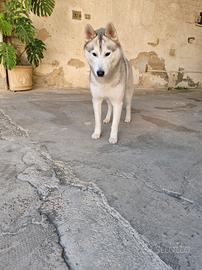 Husky Siberiano Maschio MONTA