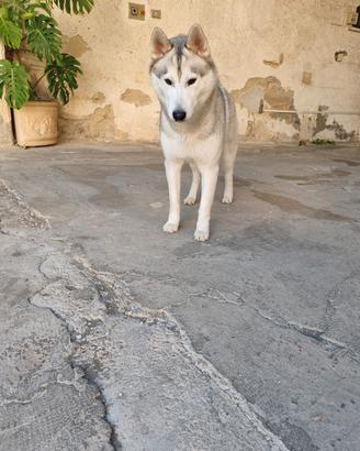 Husky Siberiano Maschio MONTA