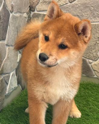 Shiba inu